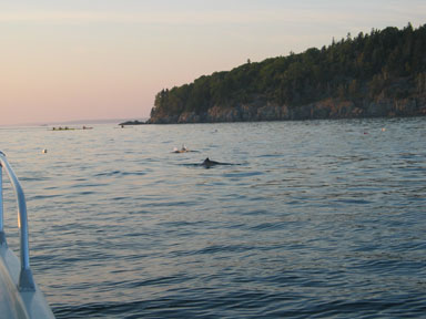 Porpoise near Bar Harbor