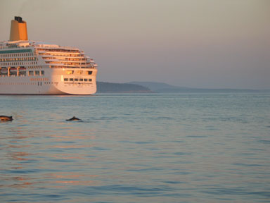 Porpoise in the harbor